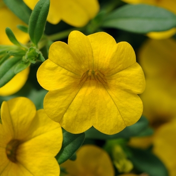 Calibrachoa - Cabaret®Deep Yellow