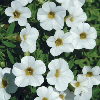 Calibrachoa - Cabaret Bright White