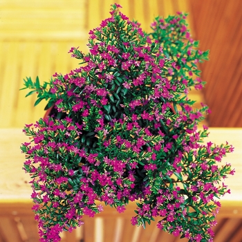 Cuphea hyssopifolia - Mexican Heather - Purple 