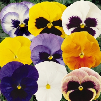 Pansy - Spring Matrix Mix