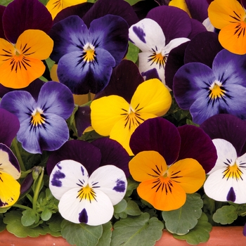 Viola - Sorbet® XP Jump Up Mixture Pansy