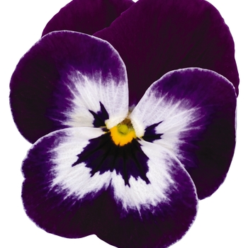 Viola - Sorbet® XP 'Purple Face'