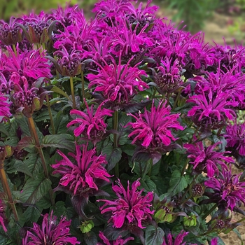 Monarda - Bee Balm - Sugar Buzz Rockin’ Raspberry 