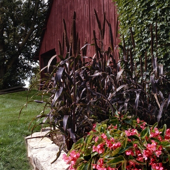 Pennisetum glaucum - Purple Majesty - Ornamental Millet 