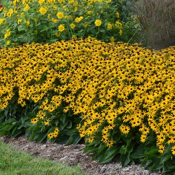 Rudbeckia - Little Goldstar Dwarf Black-Eyed Susan