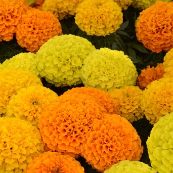 Marigold - African - Taishan Mix