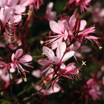 Gaura lindheimeri - Belleza Compact Light Pink