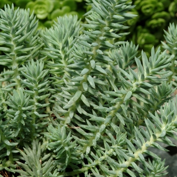 Sedum - Blue Spruce Stonecrop