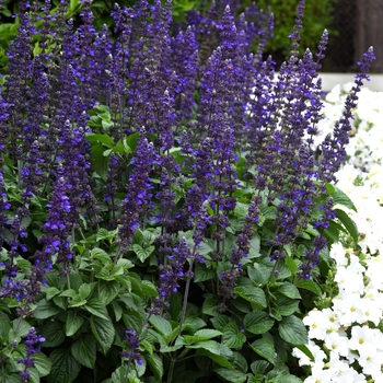 Salvia longispicata X farinacea - Big Blue