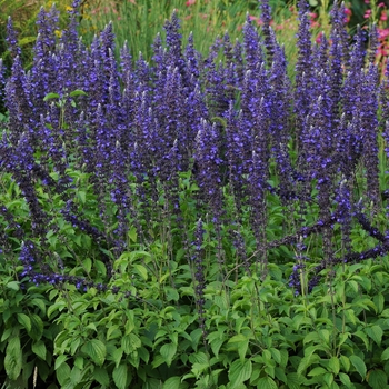 Salvia longispicata x farinacea - Mystic Spires