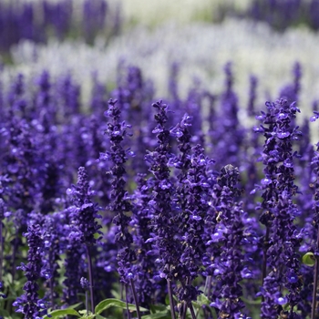 Salvia - farinacea - Victoria Blue