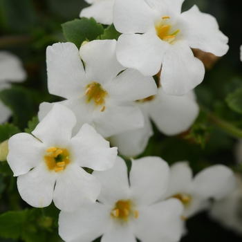 Bacopa - MegaCopa™ White 