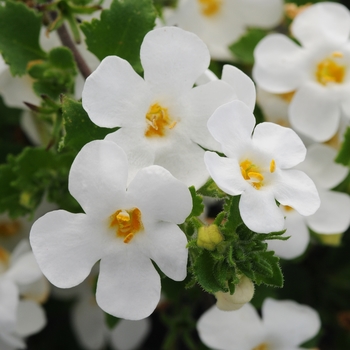 Bacopa - Scopia&trade; Gullivar White