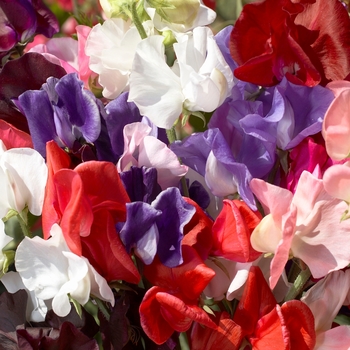 Sweet Pea - Vine - Winter Elegance Mix