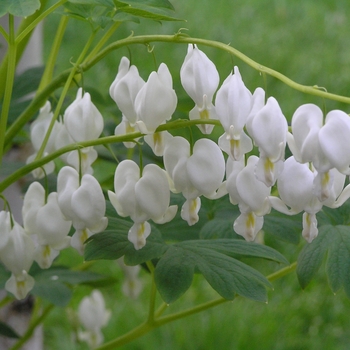 Dicentra - Bleeding Heart - Alba