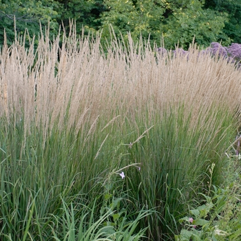 Calamagrostis acutiflora - Karl Foerster - Feather Reed Grass