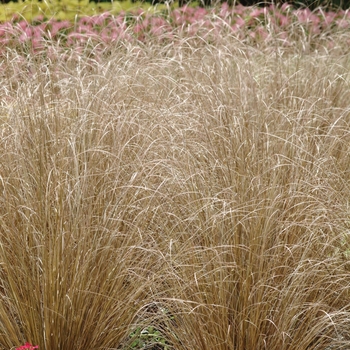 Carex buchananii - ColorGrass® Red Rooster