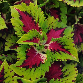 Coleus - Shade - Kong Rose