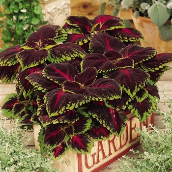 Coleus - Shade - Kong Red