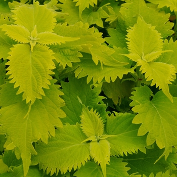 Coleus - Volcania Wasabi