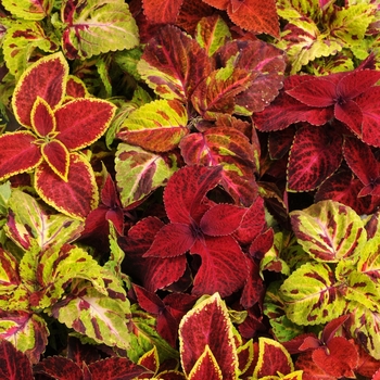 Coleus - Wizard Mix