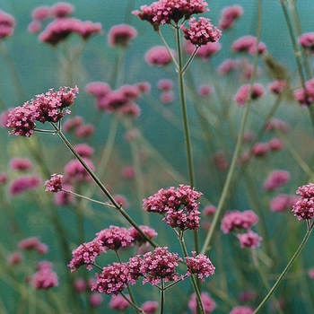 Verbena - Bonariensis - Buenos Aries