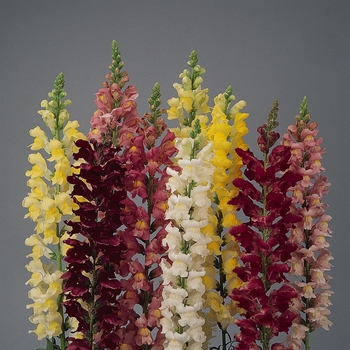 Snapdragon - Rocket Mix