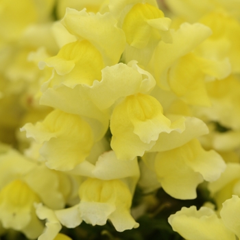 Snapdragon Dwarf Garden - Snapshot Yellow 