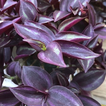 Tradescantia zebrinus - Purple Wandering Jew