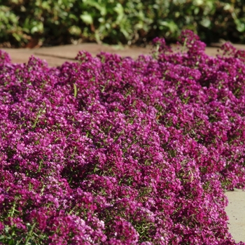 Alyssum Sweet - Alice Purple