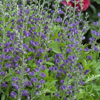 Baptisia - False Indigo - Pixie Periwinkle
