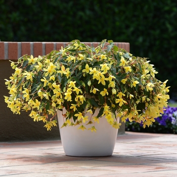Begonia boliviensis - Groovy Mellow Yellow