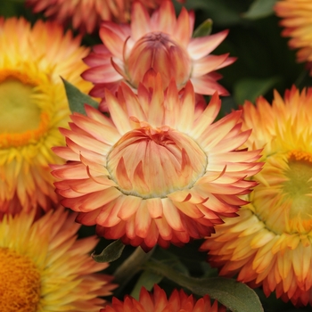 Bracteantha - Strawflower - Mohave Apricot 