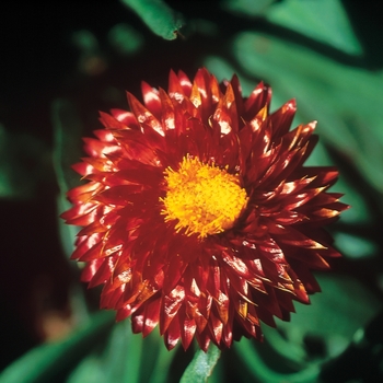 Bracteantha - Strawflower - Mohave Dark Red