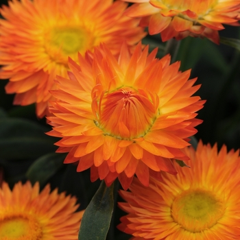 Bracteantha - Strawflower - Mohave Orange