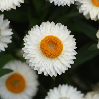 Bracteantha - Strawflower - Mohave White 19