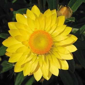 Bracteantha - Strawflower - Mohave Yellow