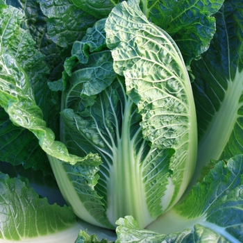 Chinese Cabbage - China King - Napa type