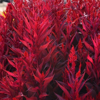 Celosia - Feather - Dragon's Breath