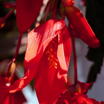 Begonia - Boliviensis - Santa Cruz®