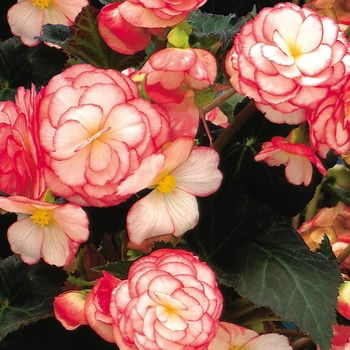 Begonia x tuberhybrida - Nonstop® Rose Petticoat
