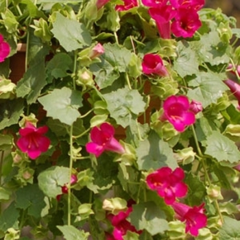 Lophospermum hybrid - Lofos® Compact Rose 