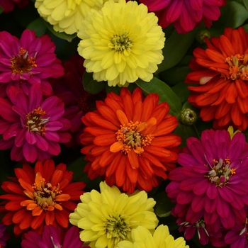 Zinnia - Zahara™ Double Brilliant Mixture