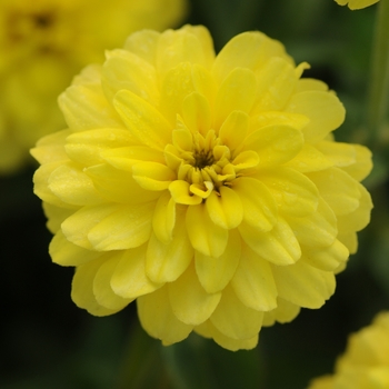 Zinnia - Zahara™ Double Yellow Zinnia