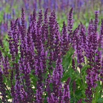 Salvia - Bumbleberry Sage