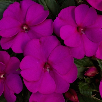 Impatiens - Sunpatiens - SunPatiens® Compact Purple 