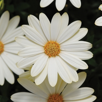Osteospermum hybrida - Voltage™ White