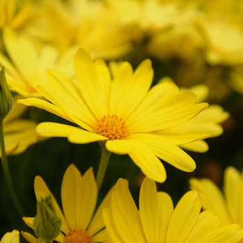 Osteospermum - Voltage Yellow 