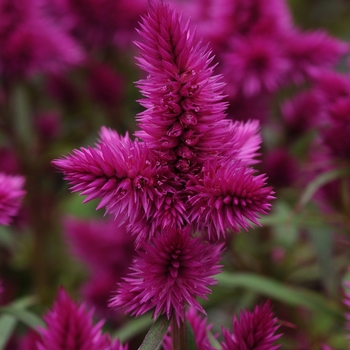 Celosia argentea - Intenz Classic