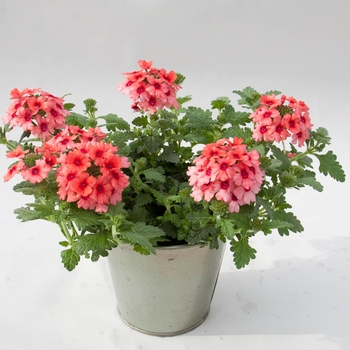 Verbena - Lascar™ Mango Orange'